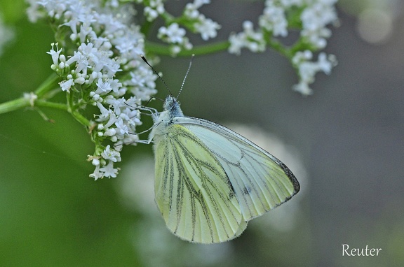 Rapsweißling (Pieris napi)